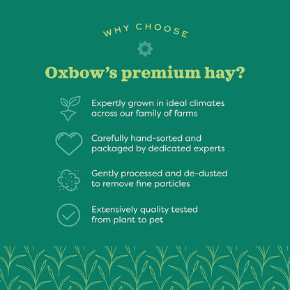 Oxbow Western Timothy Hay for Small Pets - All-Natural Grass for Guinea Pigs, Bunnies, Chinchillas, and Hamsters, 90 Oz. Bag