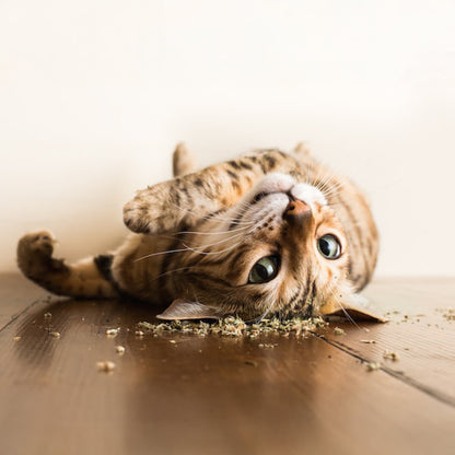 Catnip Garden, Catnip Cup, Cat Toy, 2.5 Oz